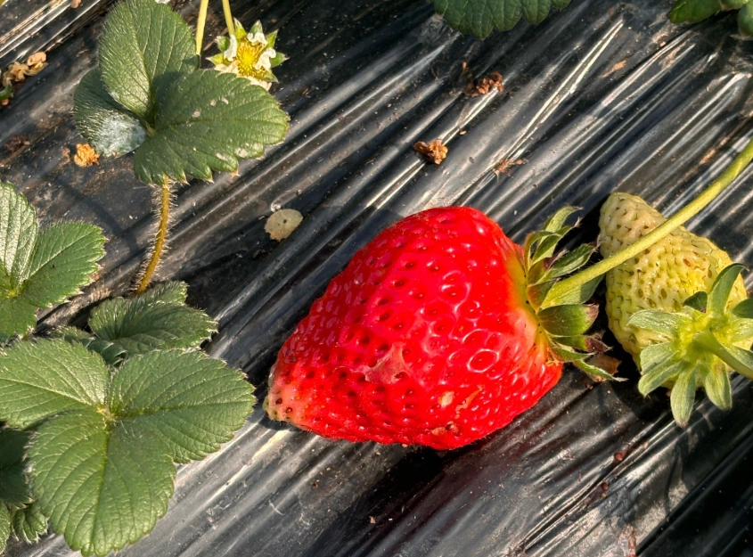 草莓園推薦