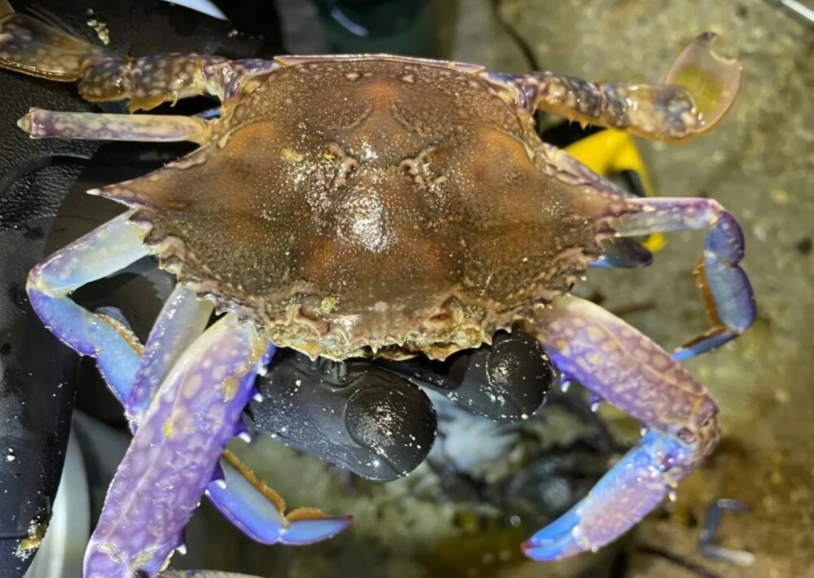 馬祖藍眼淚 螃蟹藍