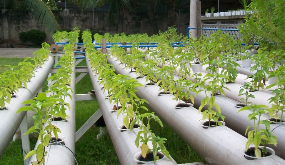 水培營養液配方 水培營養液配方