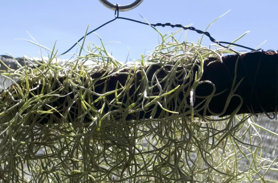 松蘿鳳梨照顧 松蘿鳳梨照顧