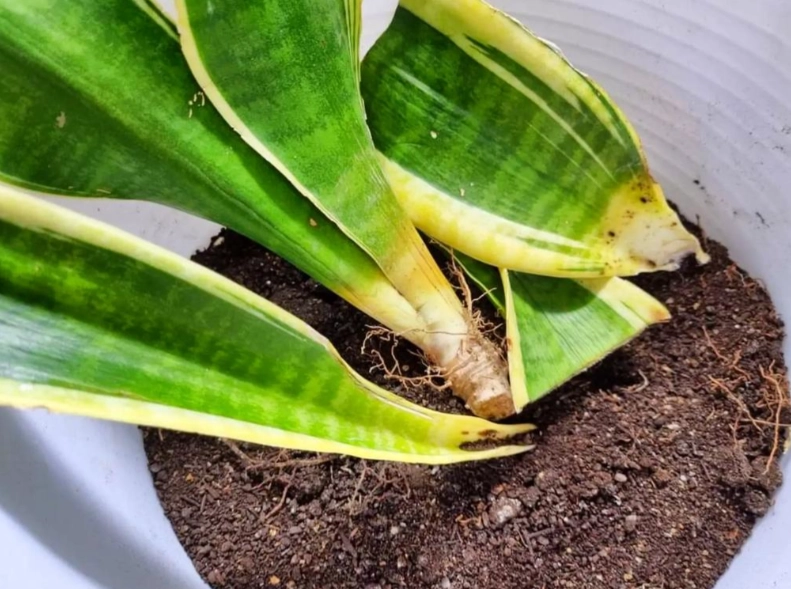 虎尾蘭配土 虎尾蘭配土