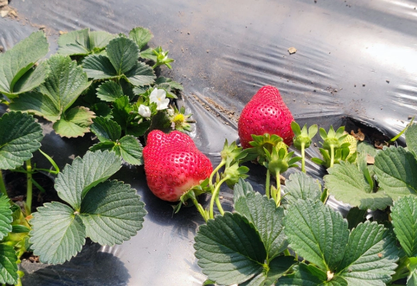 二崙草莓園