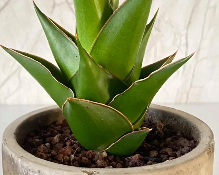 虎尾蘭配土 虎尾蘭配土