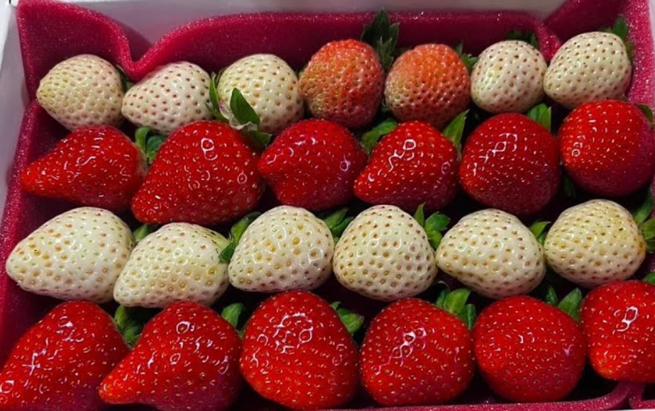 草莓品種介紹 草莓品種介紹