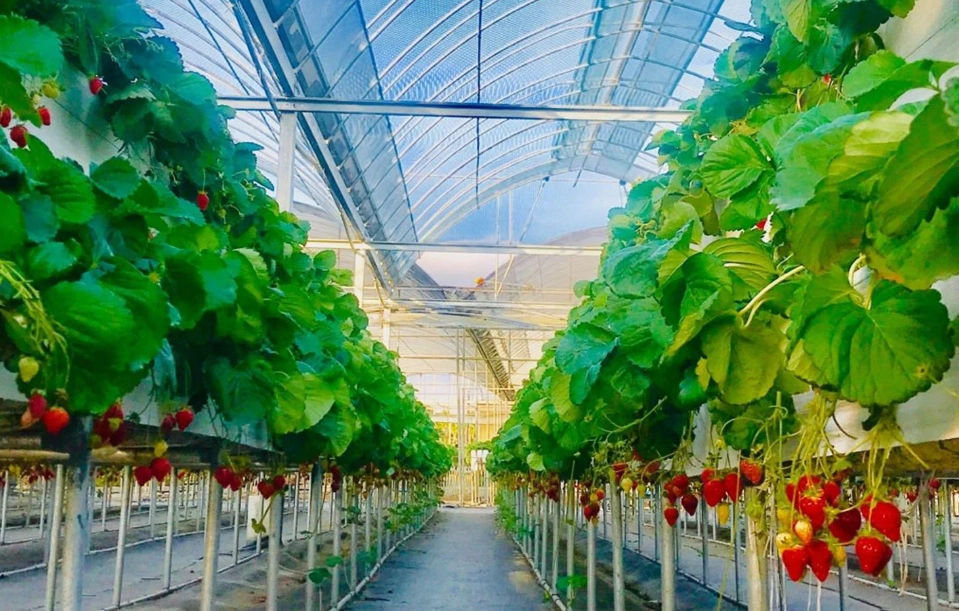 室內草莓園 新竹