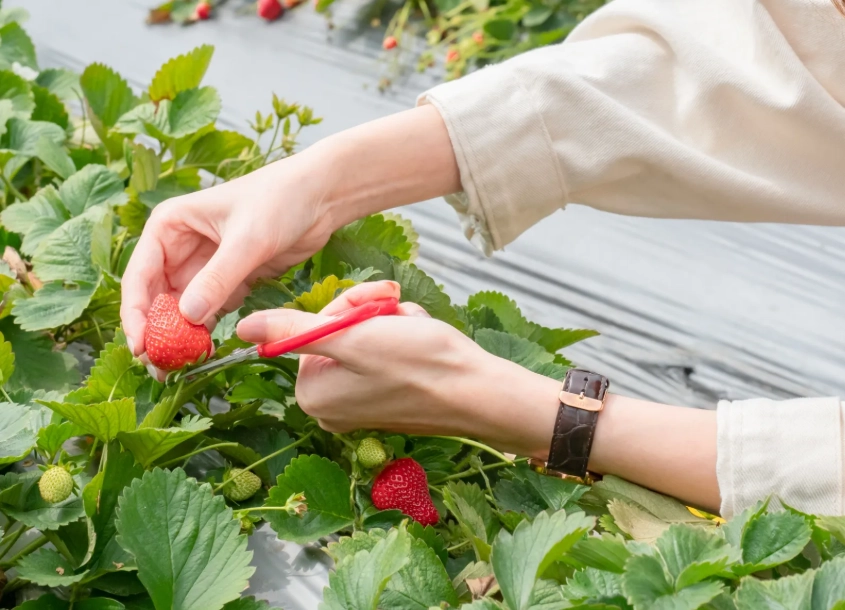 採草莓農場推薦