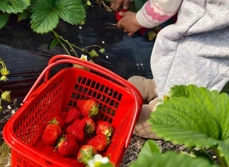 內湖草莓園推薦 內湖草莓園推薦