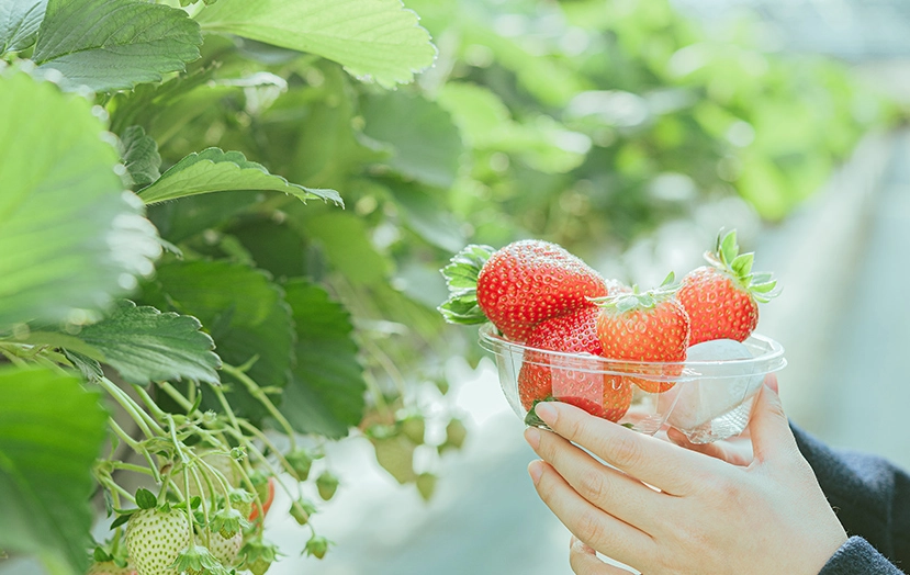 竹東草莓園推薦