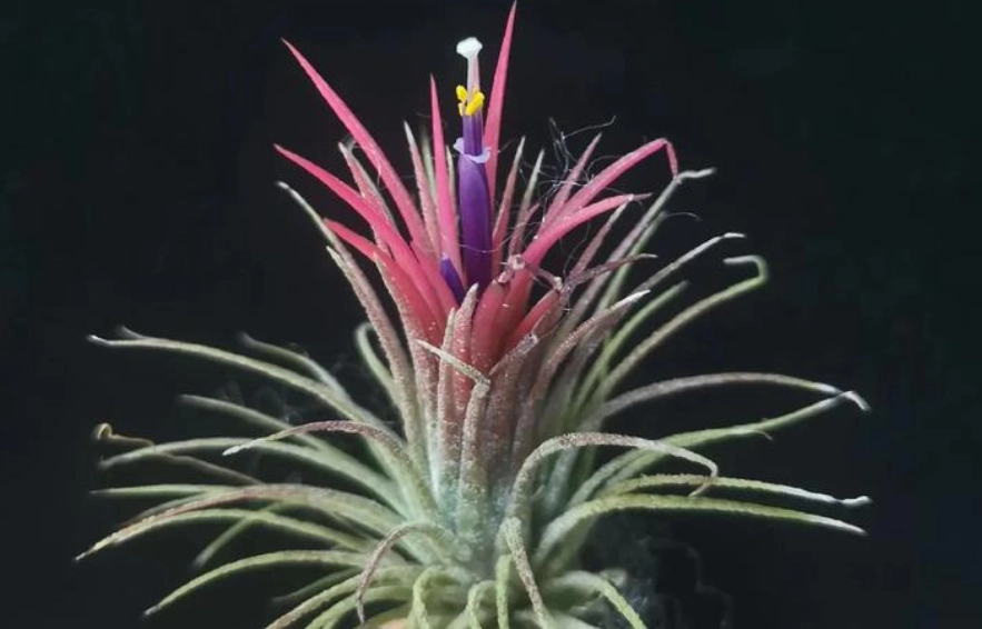 空氣鳳梨花期多長