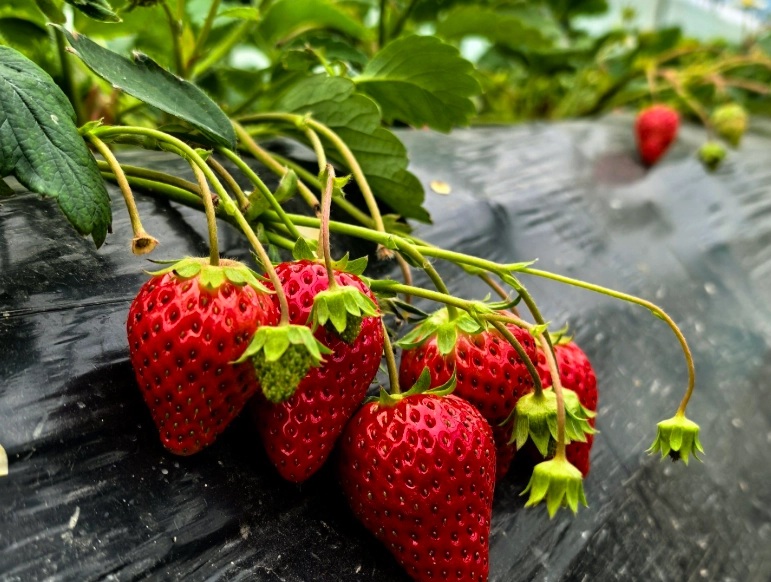 內湖草莓園推薦