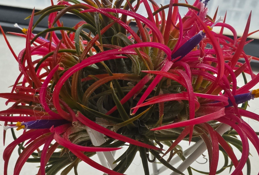 空氣鳳梨 小盆栽 空氣鳳梨 小盆栽