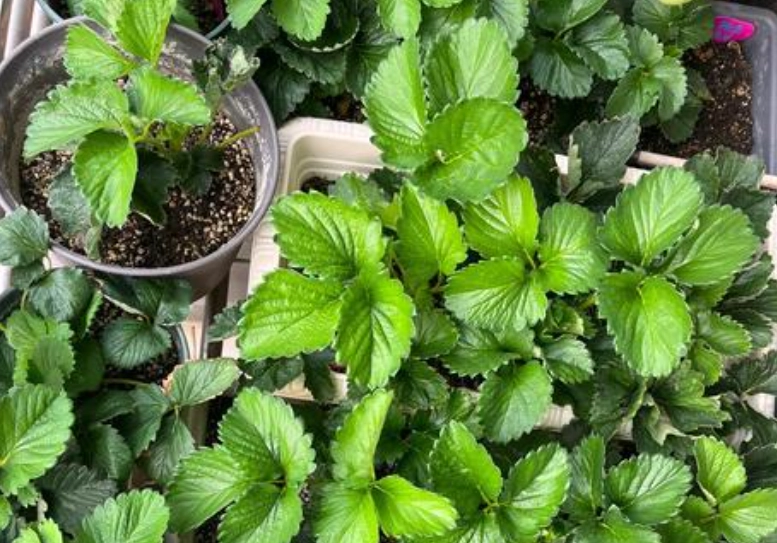 關西草莓苗哪裡買