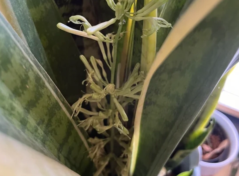 虎尾蘭開花照顧 虎尾蘭開花照顧