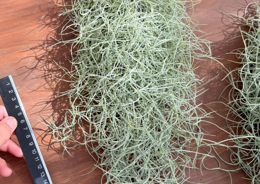 松蘿照顧 松蘿照顧