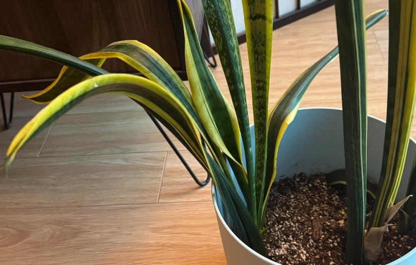 虎尾蘭彎曲原因 虎尾蘭彎曲原因