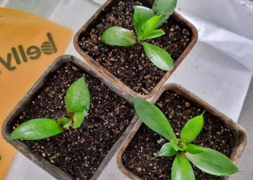 虎尾蘭介質 虎尾蘭介質