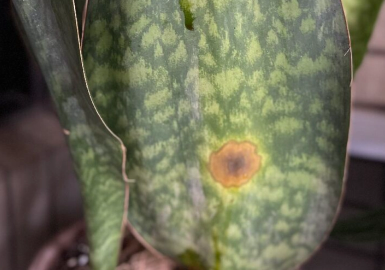 虎尾蘭褐斑病治療