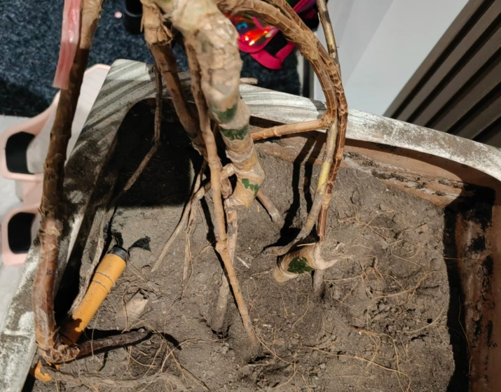 龜背芋 氣根 修剪