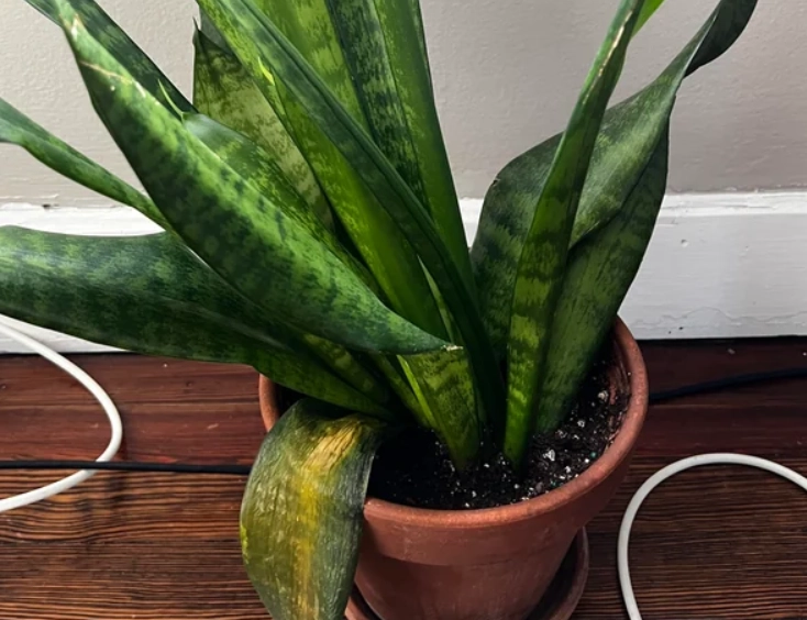 虎尾蘭軟葉 虎尾蘭軟葉