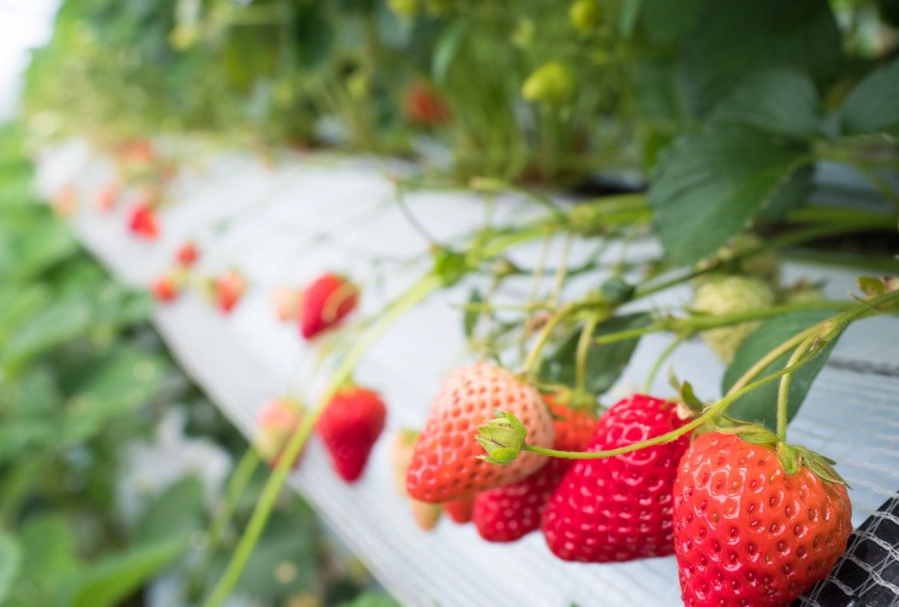 草莓哪裡買 草莓哪裡買