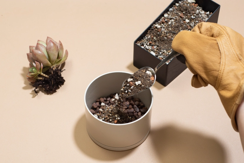 多肉植物換盆步驟
