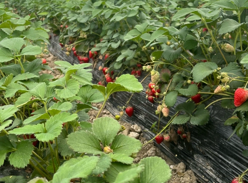 苗栗大湖草莓 苗栗大湖草莓