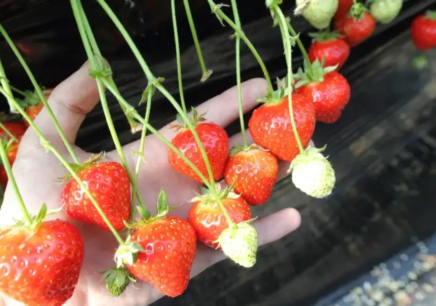 新竹採草莓