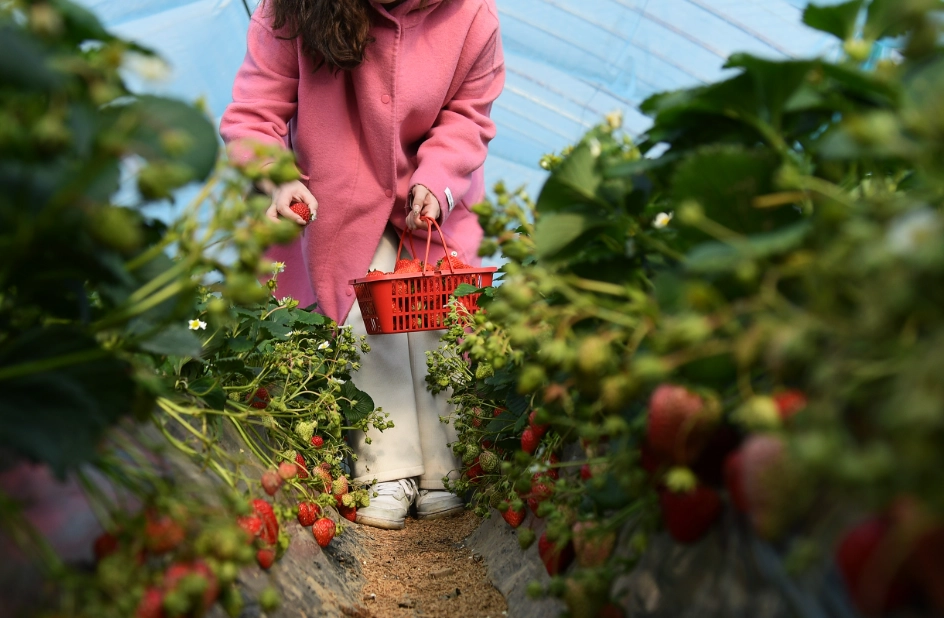 內湖草莓園推薦