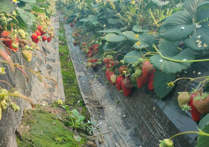 雲林採草莓 雲林採草莓