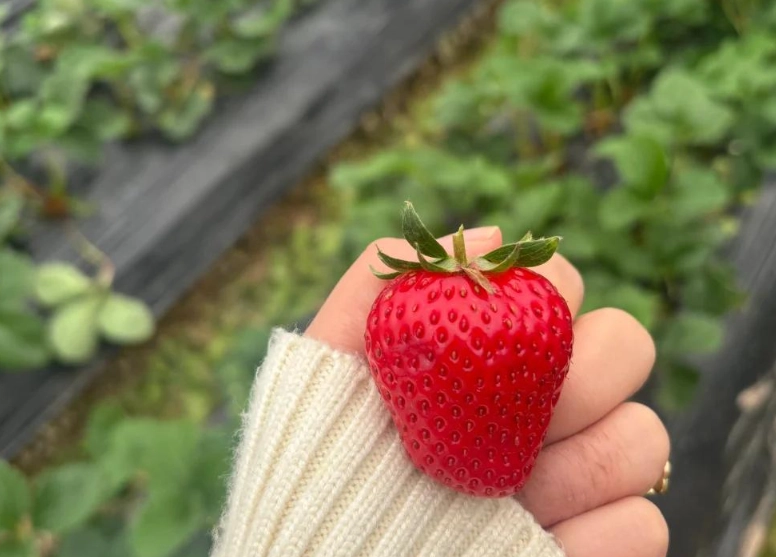 草莓園 採果 草莓園 採果