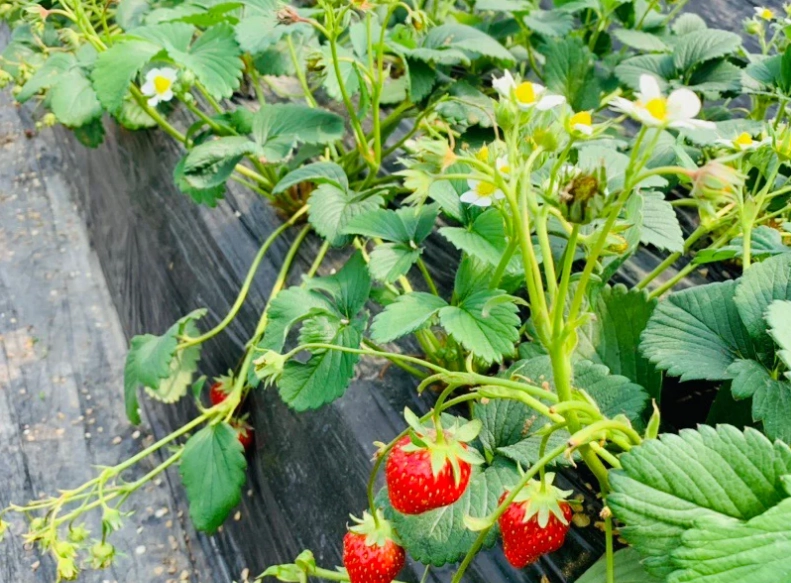 苗栗採草莓 苗栗採草莓