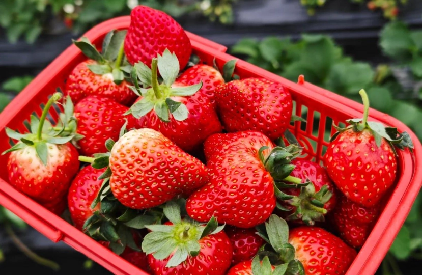 有機草莓園 推薦 有機草莓園 推薦
