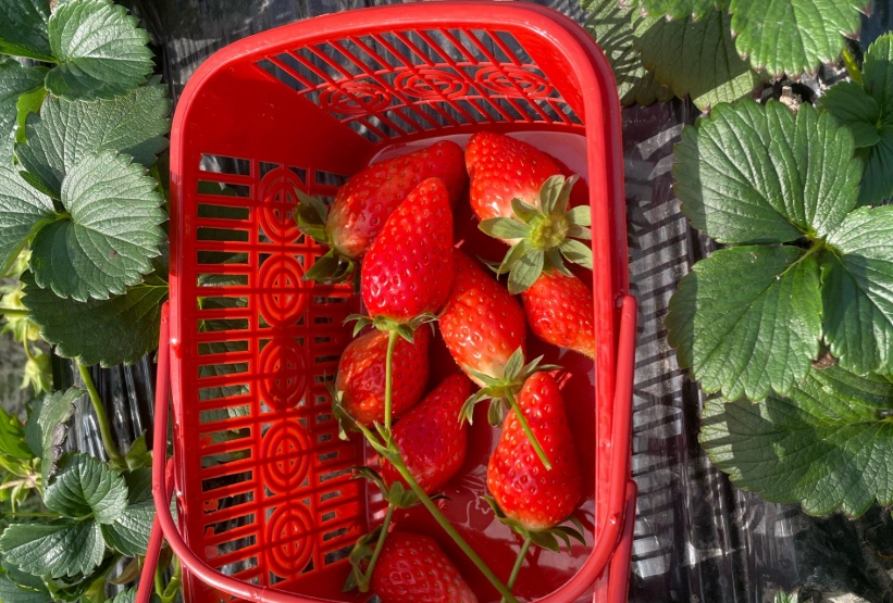 內灣採草莓 推薦