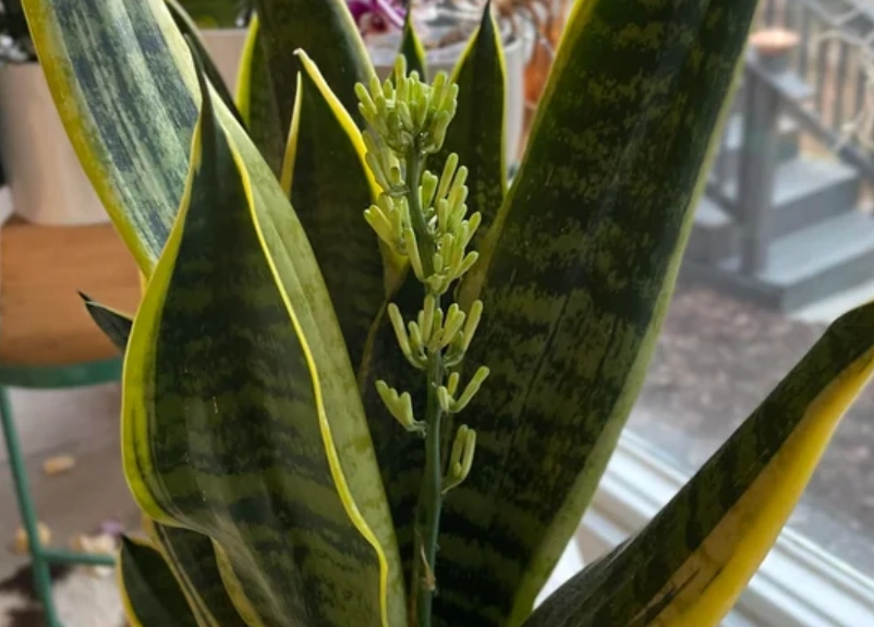 虎尾蘭開花 虎尾蘭開花