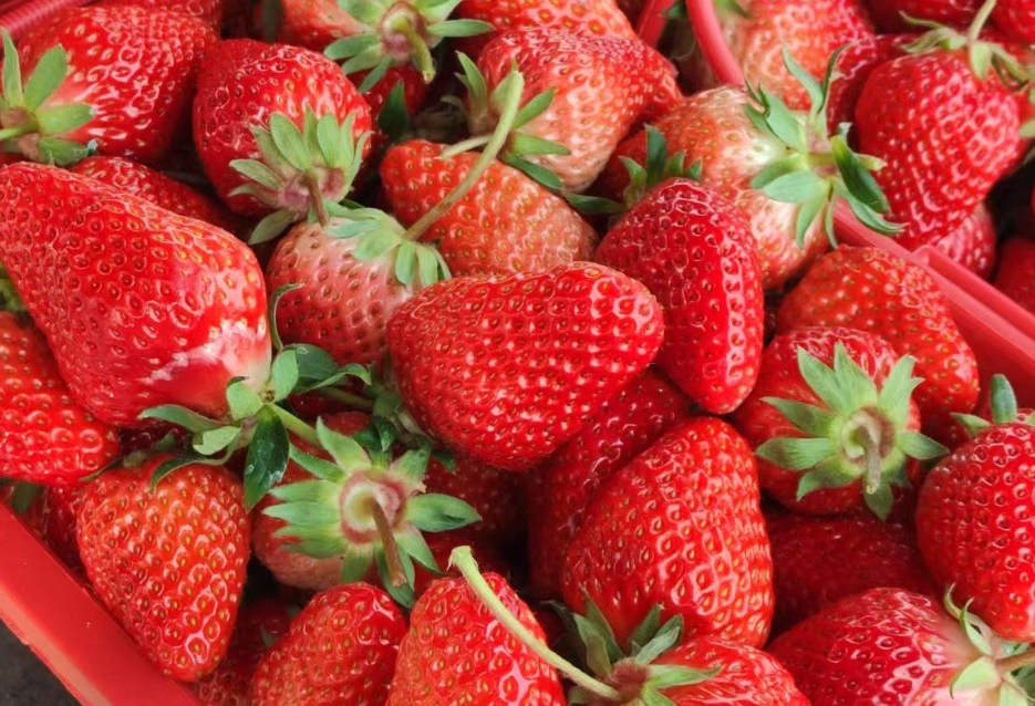 內湖草莓園推薦 內湖草莓園推薦