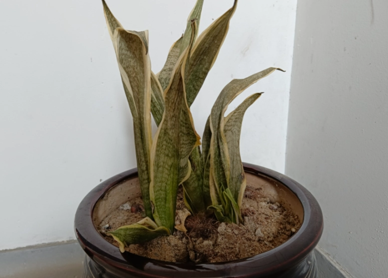 虎尾蘭 葉子 乾枯 虎尾蘭 葉子 乾枯