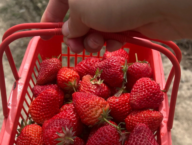 大湖採草莓 大湖採草莓