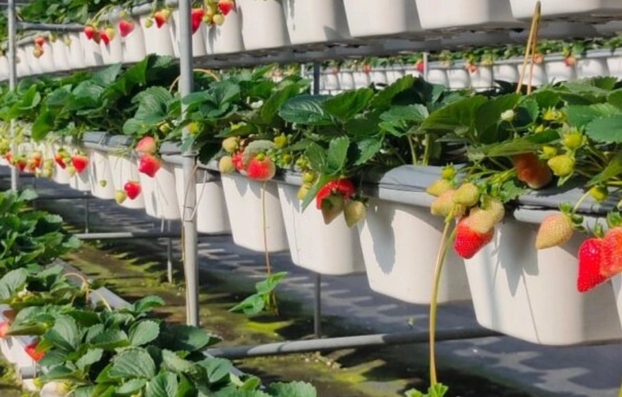 室內草莓園 新竹