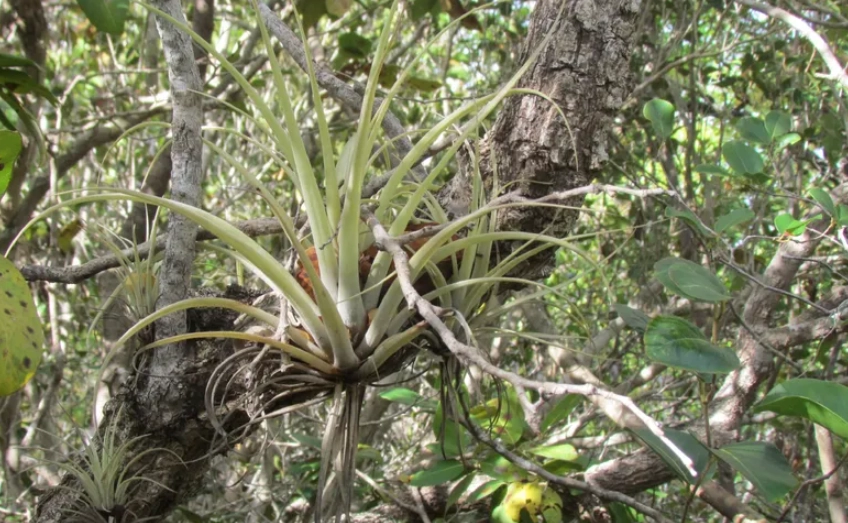 松蘿鳳梨復活 松蘿鳳梨復活