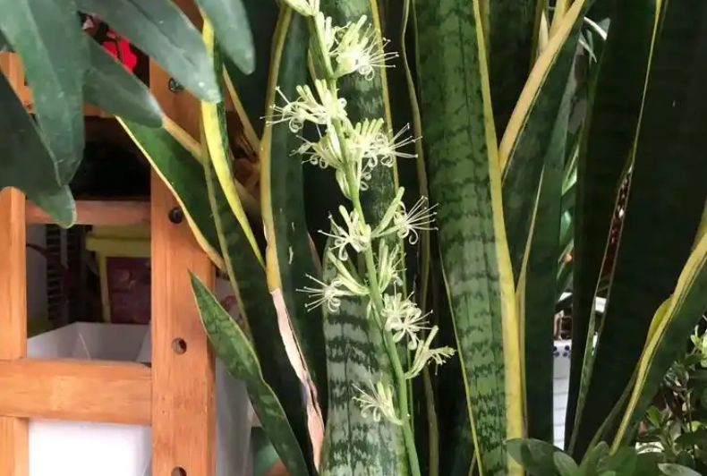 虎尾蘭開花照顧