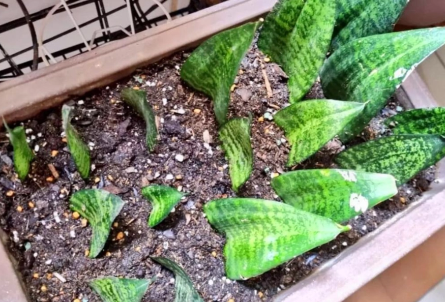 虎尾蘭配土 虎尾蘭配土