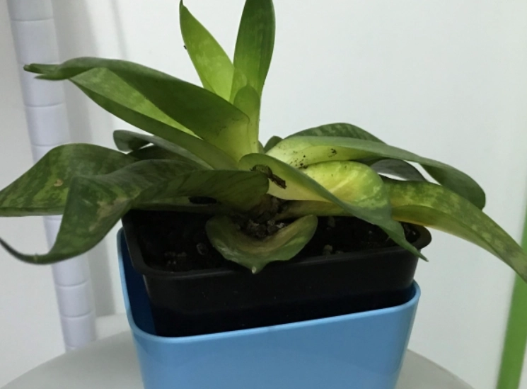 虎尾蘭軟葉 虎尾蘭軟葉