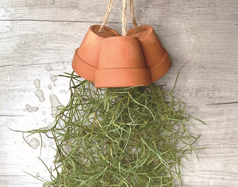 松蘿照顧 松蘿照顧