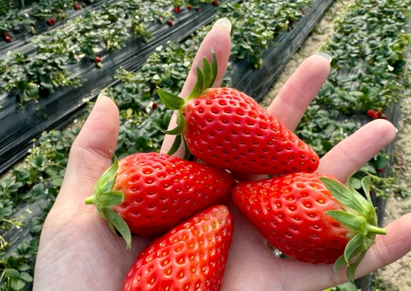 苗栗採草莓 苗栗採草莓