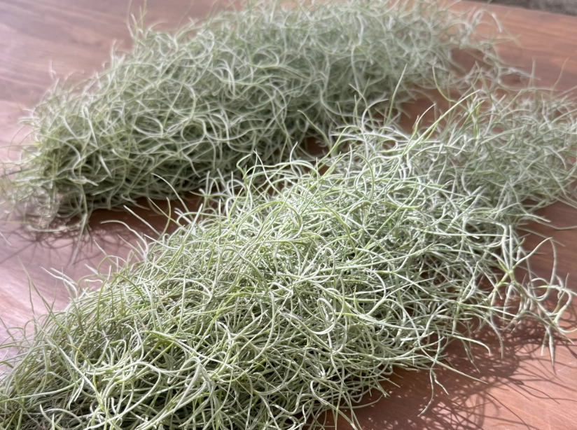 松蘿照顧 松蘿照顧