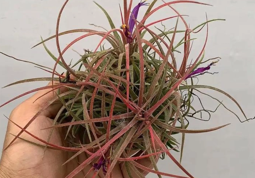 空氣鳳梨 小盆栽