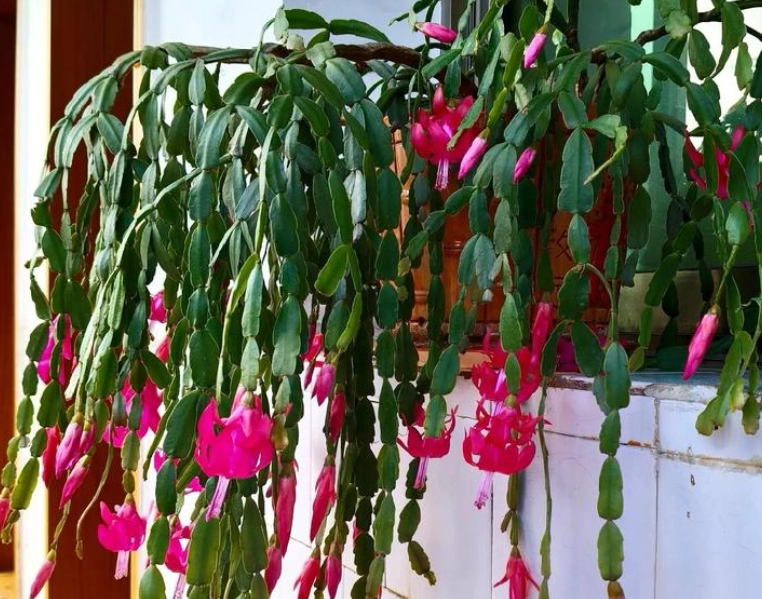 室內植物壽命 室內植物壽命