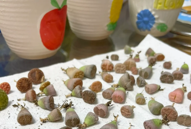 多肉植物換盆步驟