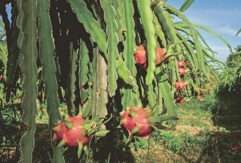 火龍果功效 火龍果功效