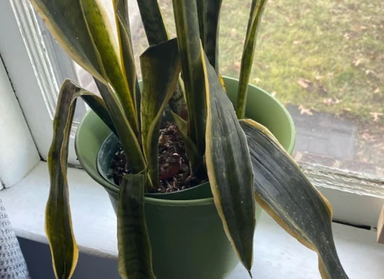 虎尾蘭澆水 虎尾蘭澆水